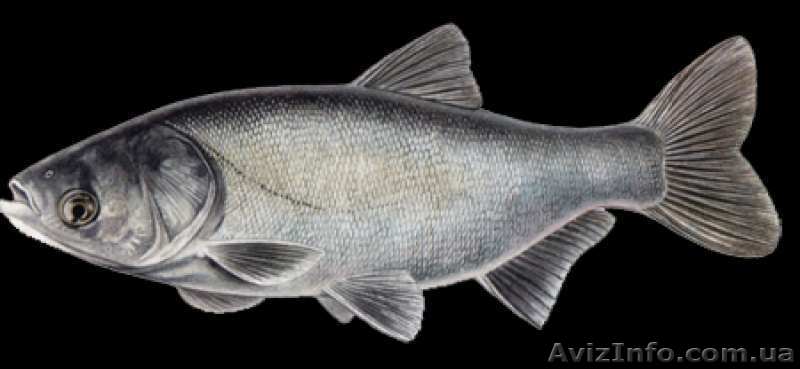Продам рыбу живую - толстолоб - <ro>Изображение</ro><ru>Изображение</ru> #1, <ru>Объявление</ru> #1040202