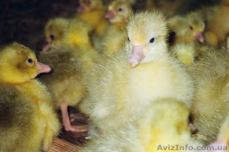 Гуси Легарт Датский (суточный молодняк) - <ro>Изображение</ro><ru>Изображение</ru> #1, <ru>Объявление</ru> #1056622