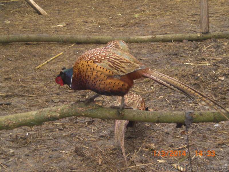 Продам охотничьих и румынских фазанов  - <ro>Изображение</ro><ru>Изображение</ru> #1, <ru>Объявление</ru> #1051396