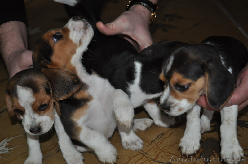 Продам щенков породы Бигль - <ro>Изображение</ro><ru>Изображение</ru> #1, <ru>Объявление</ru> #1052298