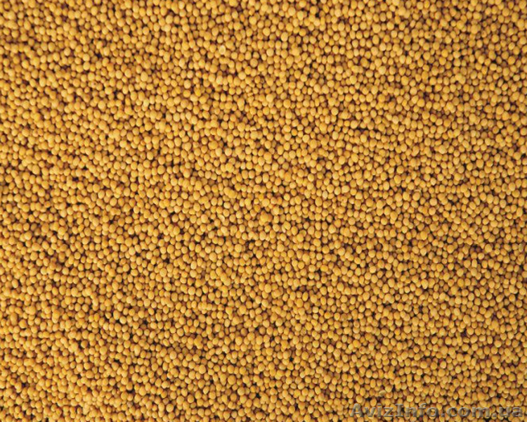 Продам Суданку,Горчицу,Експерцет - <ro>Изображение</ro><ru>Изображение</ru> #1, <ru>Объявление</ru> #1073181