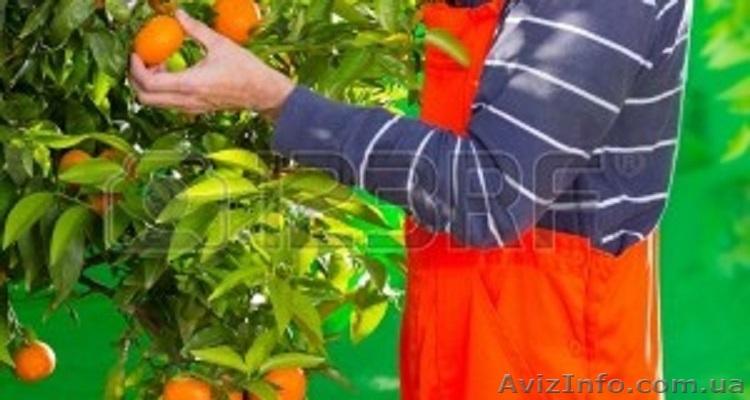 Работа в Испании.Сбор цитрусовых. - <ro>Изображение</ro><ru>Изображение</ru> #1, <ru>Объявление</ru> #1125277