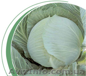 Продам шикарную капусту и бурячок. - <ro>Изображение</ro><ru>Изображение</ru> #1, <ru>Объявление</ru> #1161020