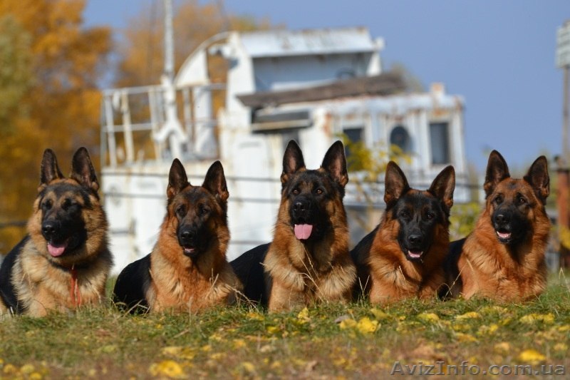 Клуб продает щенков немецкой овчарки - <ro>Изображение</ro><ru>Изображение</ru> #1, <ru>Объявление</ru> #1173381