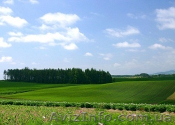 Продам земельный пай недорого - <ro>Изображение</ro><ru>Изображение</ru> #1, <ru>Объявление</ru> #1214594