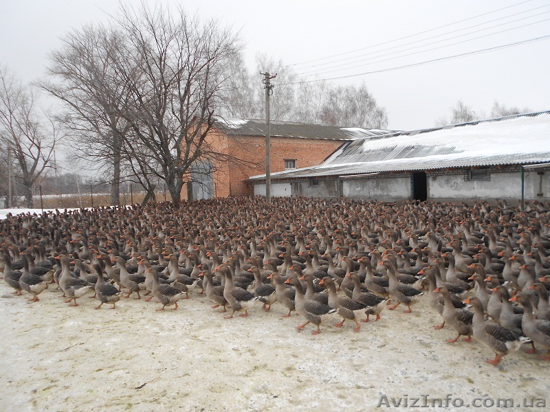 Птицеводство. Яйца гусиные оптом. Выгодная цена - <ro>Изображение</ro><ru>Изображение</ru> #1, <ru>Объявление</ru> #1223135