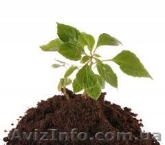 продам торф низинный недорого - <ro>Изображение</ro><ru>Изображение</ru> #1, <ru>Объявление</ru> #1222727