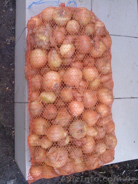 Продам репчатый лук. СРОЧНО! - <ro>Изображение</ro><ru>Изображение</ru> #1, <ru>Объявление</ru> #1230564