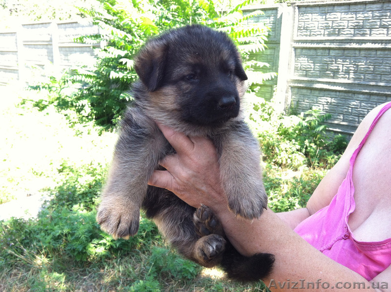 Щенки немецкой овчарки Щенки - <ro>Изображение</ro><ru>Изображение</ru> #1, <ru>Объявление</ru> #1296861