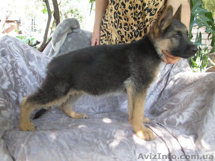 Продам щенков немецкой овчарки Черкассы - <ro>Изображение</ro><ru>Изображение</ru> #1, <ru>Объявление</ru> #1307839