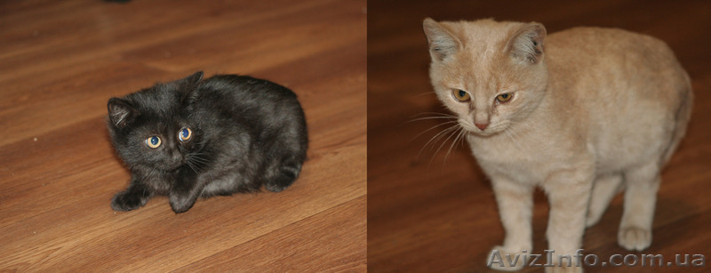 Котята в хорошие руки | Одам котят в хорошие руки | Котенок бесплатно - <ro>Изображение</ro><ru>Изображение</ru> #1, <ru>Объявление</ru> #1331806