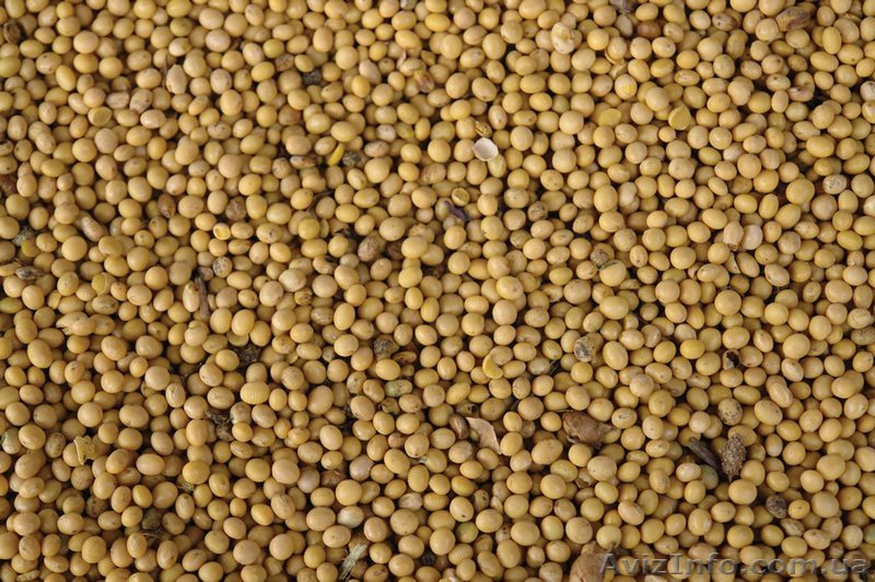 Продам сою (Цибулев) - <ro>Изображение</ro><ru>Изображение</ru> #1, <ru>Объявление</ru> #1362401