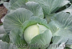 Реализуем капусту оптом, сорт Агрессор. - <ro>Изображение</ro><ru>Изображение</ru> #1, <ru>Объявление</ru> #1496722