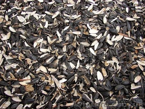 Куплю отход семечки - <ro>Изображение</ro><ru>Изображение</ru> #1, <ru>Объявление</ru> #1547941