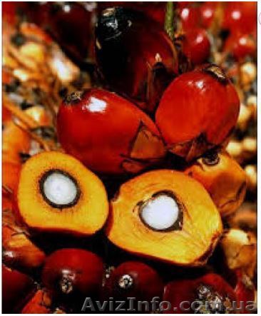 Пальмовое водорастворимое масло - <ro>Изображение</ro><ru>Изображение</ru> #1, <ru>Объявление</ru> #1550510