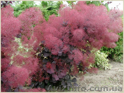 Cкумпия Royal Purple - <ro>Изображение</ro><ru>Изображение</ru> #1, <ru>Объявление</ru> #1605466