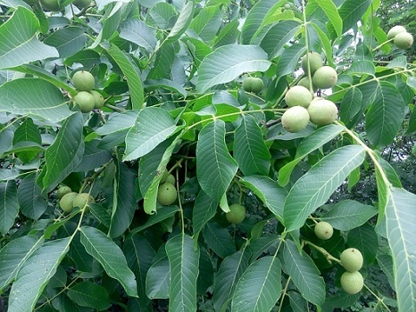 Саджанци горіхів Кочерженко, Іван багряний - <ro>Изображение</ro><ru>Изображение</ru> #1, <ru>Объявление</ru> #1667513