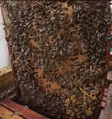 Продам бджолосім`ї бджоли українська степова ціна договірна - <ro>Изображение</ro><ru>Изображение</ru> #1, <ru>Объявление</ru> #1707368