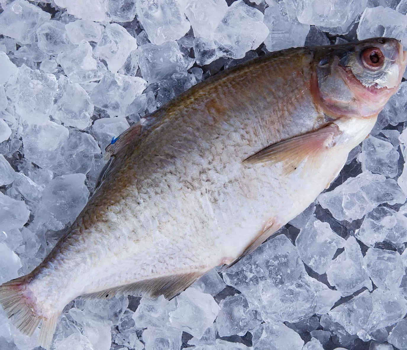 лящ, тарань, густера, синець, риба, річкова риба - <ro>Изображение</ro><ru>Изображение</ru> #1, <ru>Объявление</ru> #1752212