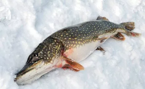 риба, судак, щука, річкова риба - <ro>Изображение</ro><ru>Изображение</ru> #1, <ru>Объявление</ru> #1752211