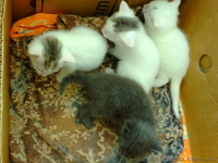 Котята(мать русский крысолов) - <ro>Изображение</ro><ru>Изображение</ru> #1, <ru>Объявление</ru> #25951