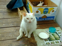 Котята(мать русский крысолов) - <ro>Изображение</ro><ru>Изображение</ru> #2, <ru>Объявление</ru> #25951