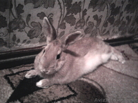 Продам Кролика.10 месяцов.Рыжий - <ro>Изображение</ro><ru>Изображение</ru> #3, <ru>Объявление</ru> #34801