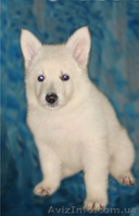 Щенки белой швейцарской овчарки - <ro>Изображение</ro><ru>Изображение</ru> #2, <ru>Объявление</ru> #66670