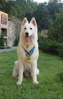 Щенки белой швейцарской овчарки - <ro>Изображение</ro><ru>Изображение</ru> #1, <ru>Объявление</ru> #66670