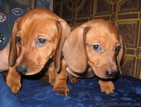 Щенки таксы продам Черкассы - <ro>Изображение</ro><ru>Изображение</ru> #1, <ru>Объявление</ru> #74979