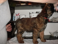 щенки бриара(французская овчарка) - <ro>Изображение</ro><ru>Изображение</ru> #5, <ru>Объявление</ru> #90573