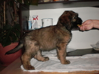 щенки бриара(французская овчарка) - <ro>Изображение</ro><ru>Изображение</ru> #4, <ru>Объявление</ru> #90573