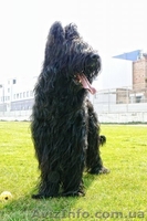 щенки бриара(французская овчарка) - <ro>Изображение</ro><ru>Изображение</ru> #3, <ru>Объявление</ru> #90573