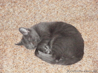 Пропал Кот в районе ЮЗР - <ro>Изображение</ro><ru>Изображение</ru> #2, <ru>Объявление</ru> #170578