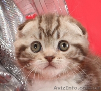 Шотландские котята - scotish fold - окрас шоколадный мраморный     - <ro>Изображение</ro><ru>Изображение</ru> #2, <ru>Объявление</ru> #196622