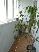 4-ком. квартира, ул. Г. Сталинграда - <ro>Изображение</ro><ru>Изображение</ru> #8, <ru>Объявление</ru> #308892