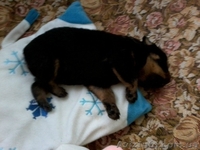 ПРОДАМ ЩЕНКА РОТВЕЙЛЕРА - <ro>Изображение</ro><ru>Изображение</ru> #3, <ru>Объявление</ru> #320096