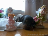ПРОДАМ ЩЕНКА РОТВЕЙЛЕРА - <ro>Изображение</ro><ru>Изображение</ru> #2, <ru>Объявление</ru> #320096