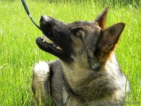 Перспективные щенки от экстеръерных, рабочих родителей - <ro>Изображение</ro><ru>Изображение</ru> #7, <ru>Объявление</ru> #353581