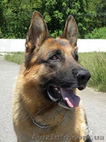 Перспективные щенки от экстеръерных, рабочих родителей - <ro>Изображение</ro><ru>Изображение</ru> #2, <ru>Объявление</ru> #353581