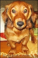 Продам щенка длинношерсной таксы - <ro>Изображение</ro><ru>Изображение</ru> #3, <ru>Объявление</ru> #356853