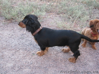 Продаю щенка длинношерсной таксы - <ro>Изображение</ro><ru>Изображение</ru> #4, <ru>Объявление</ru> #356848