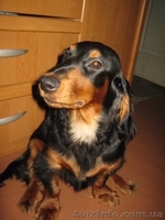 Продаю щенка длинношерсной таксы - <ro>Изображение</ro><ru>Изображение</ru> #1, <ru>Объявление</ru> #356848