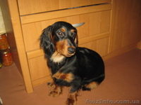 Продаю щенка длинношерсной таксы - <ro>Изображение</ro><ru>Изображение</ru> #3, <ru>Объявление</ru> #356848