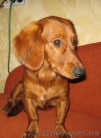 Продам щенка длинношерсной таксы - <ro>Изображение</ro><ru>Изображение</ru> #2, <ru>Объявление</ru> #356853