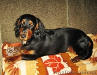 Продаю щенка длинношерсной таксы - <ro>Изображение</ro><ru>Изображение</ru> #5, <ru>Объявление</ru> #356848