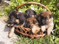 Перспективные щенки от экстеръерных, рабочих родителей - <ro>Изображение</ro><ru>Изображение</ru> #4, <ru>Объявление</ru> #353581