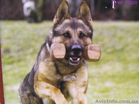 Перспективные щенки от экстеръерных, рабочих родителей - <ro>Изображение</ro><ru>Изображение</ru> #6, <ru>Объявление</ru> #353581