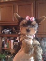 Щенки Йоркширского терьера от чистокровных произво дителей - <ro>Изображение</ro><ru>Изображение</ru> #5, <ru>Объявление</ru> #388630