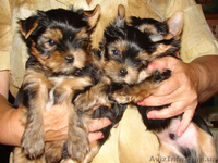 Щенки Йоркширского терьера от чистокровных произво дителей - <ro>Изображение</ro><ru>Изображение</ru> #4, <ru>Объявление</ru> #388630